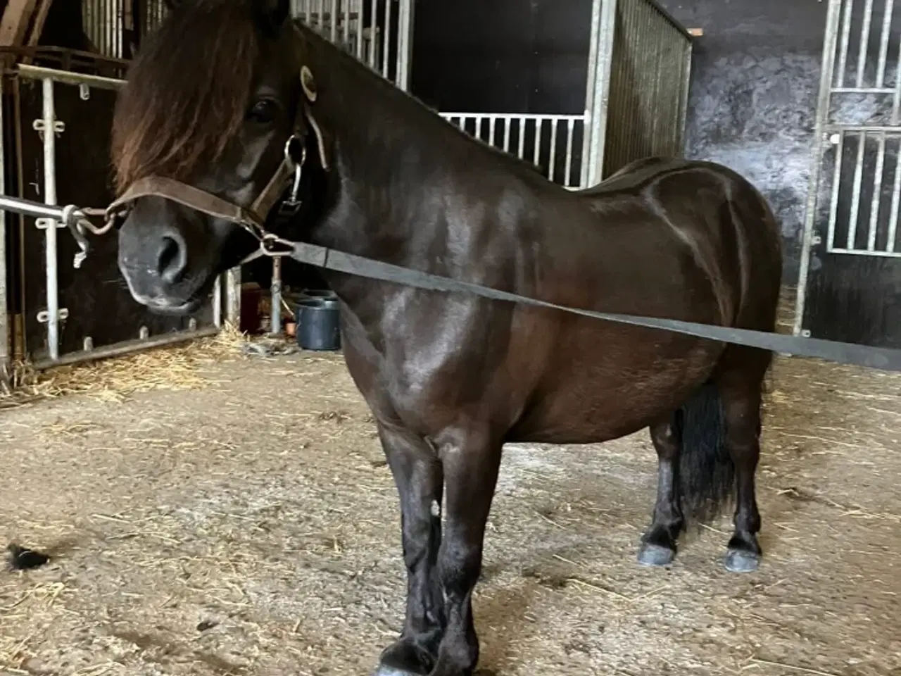 Billede 3 - Sødeste Don Pedro