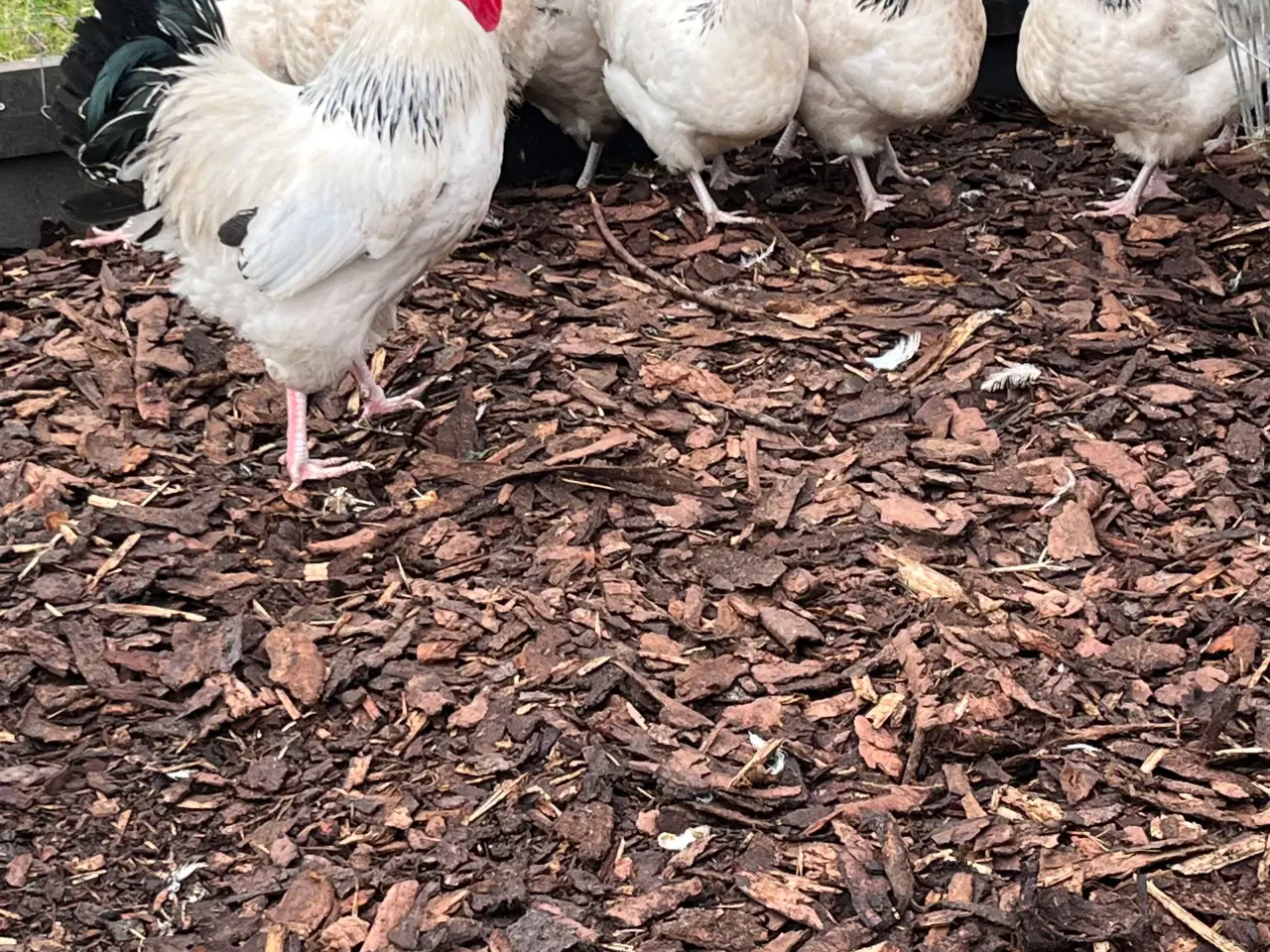 Billede 3 - Lys Sussex kyllinger