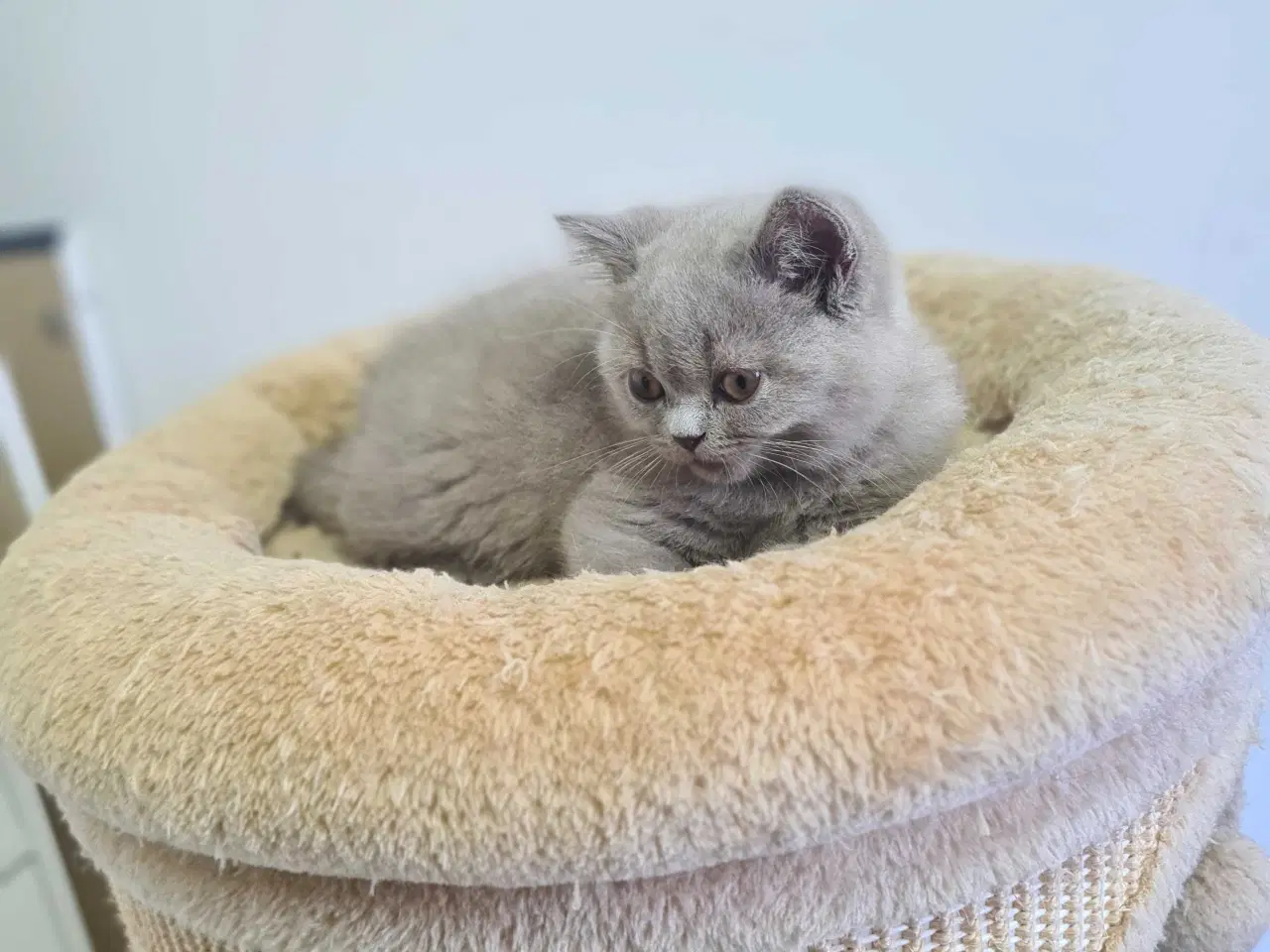Billede 9 - British Shorthair killinger 