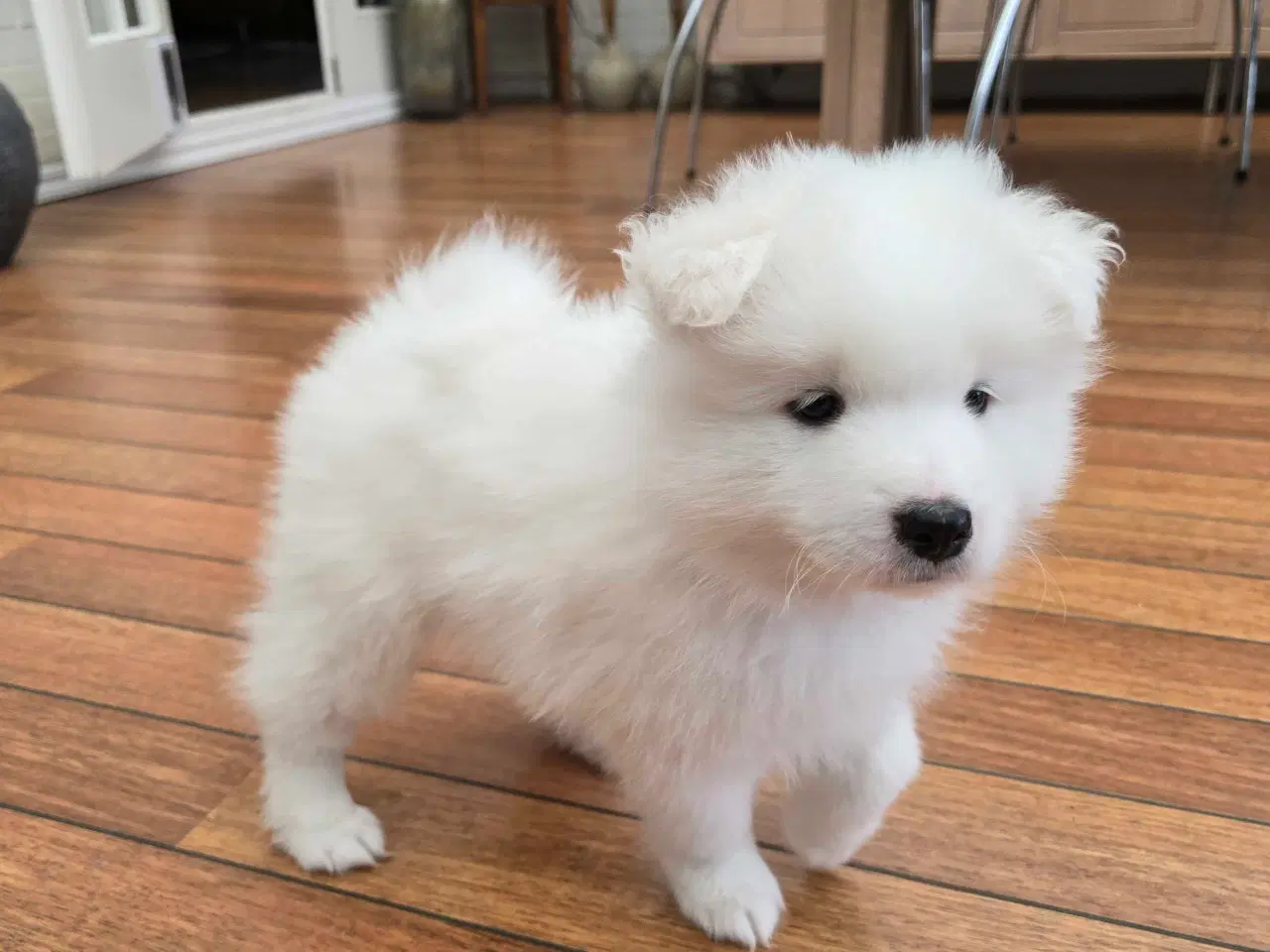 Billede 2 - Samojede hvalp