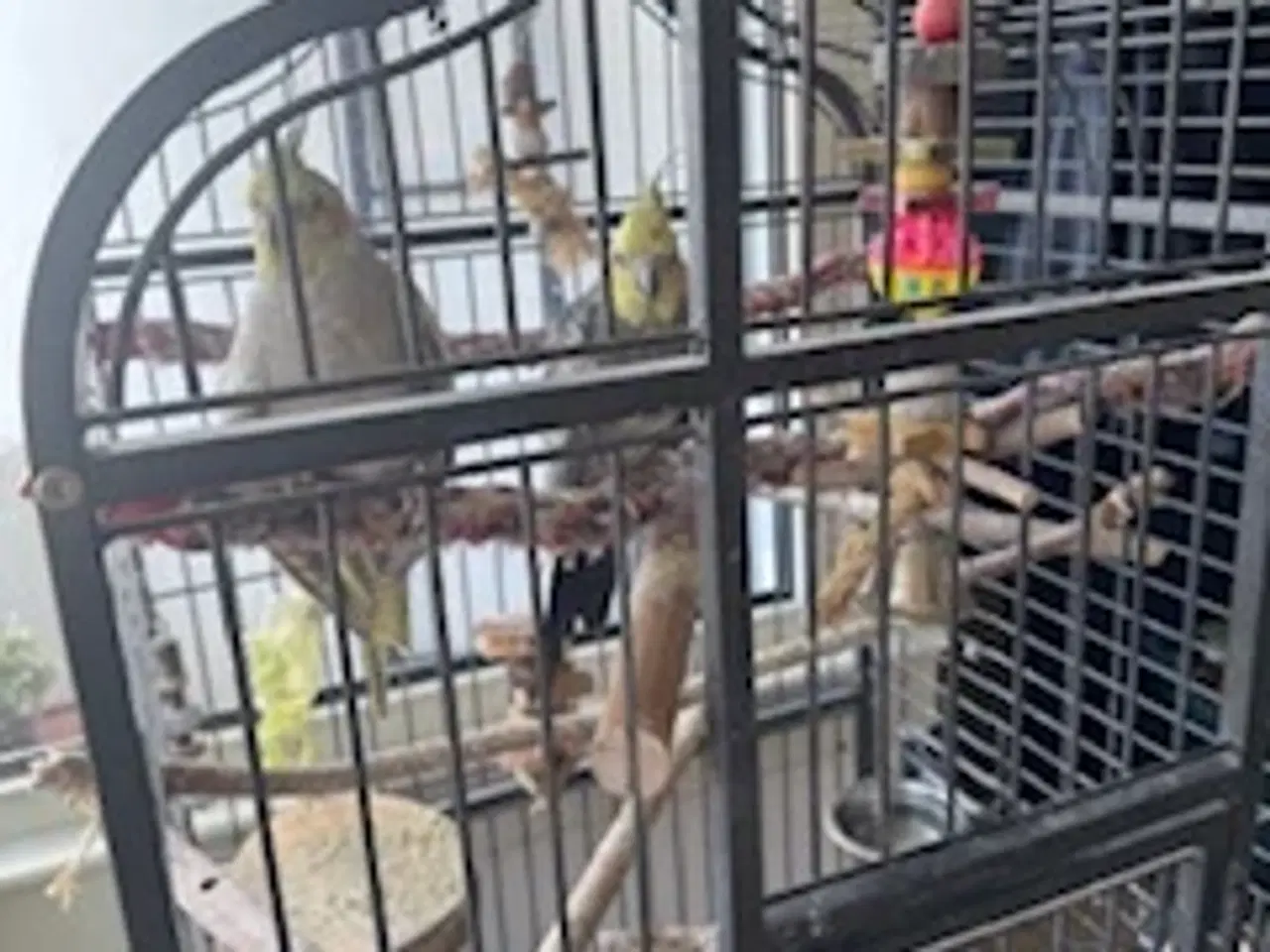 Billede 1 - Nymfeparakitpar søger nyt hjem - med bur