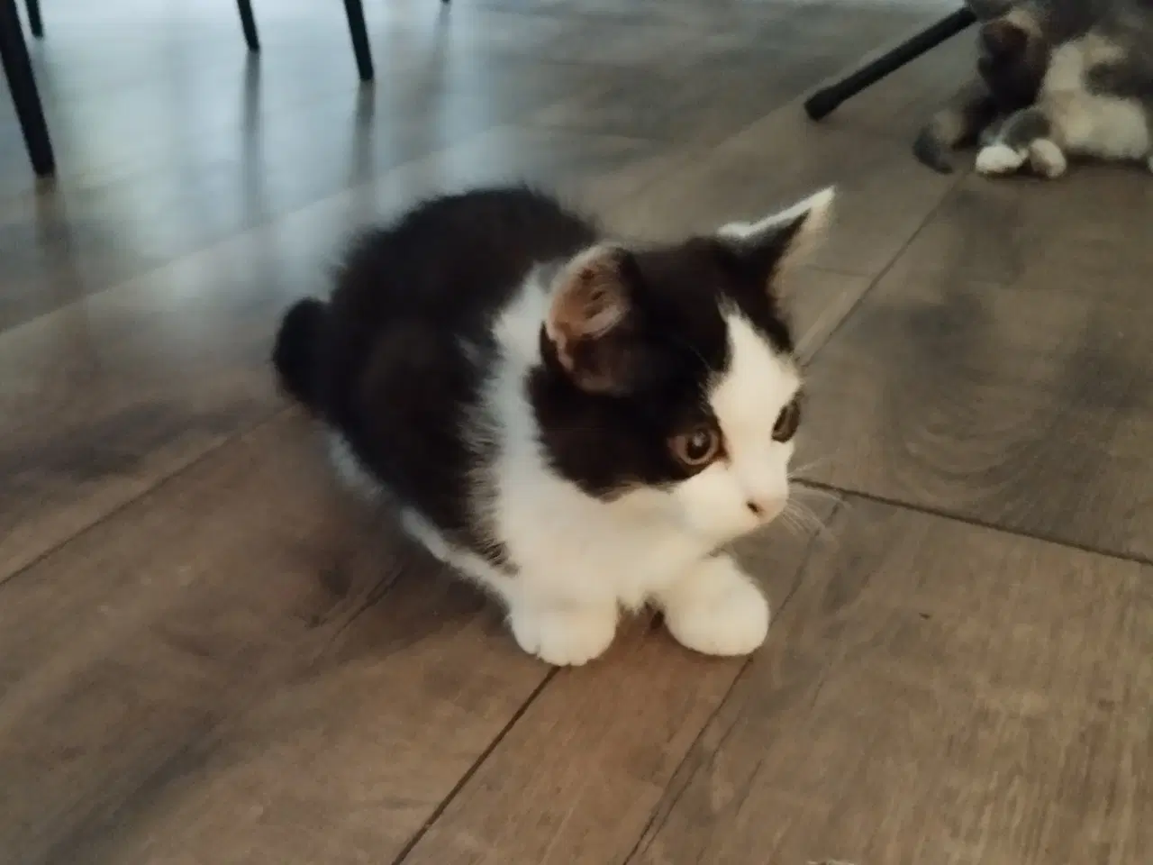 Billede 4 - Broget killing 