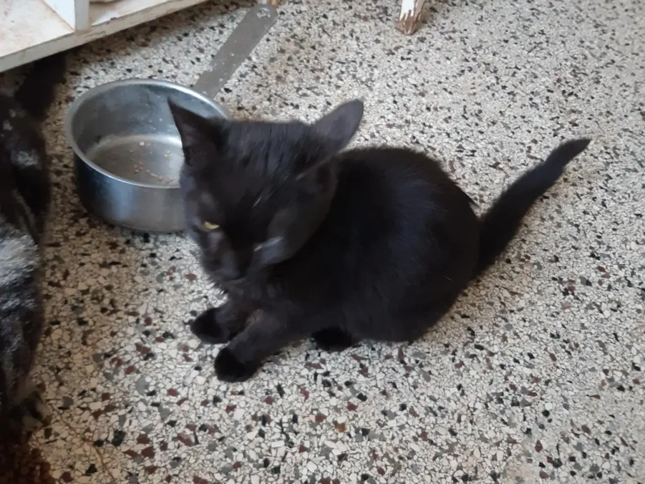 Billede 3 - Dejlige killinger fra efteråret 2025