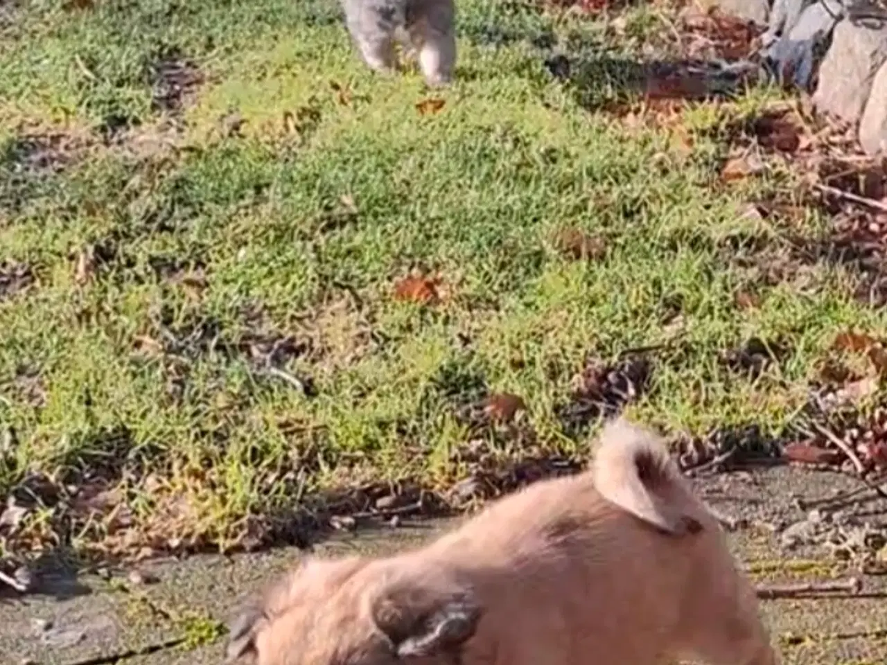 Billede 5 - Lækre uldtotter 