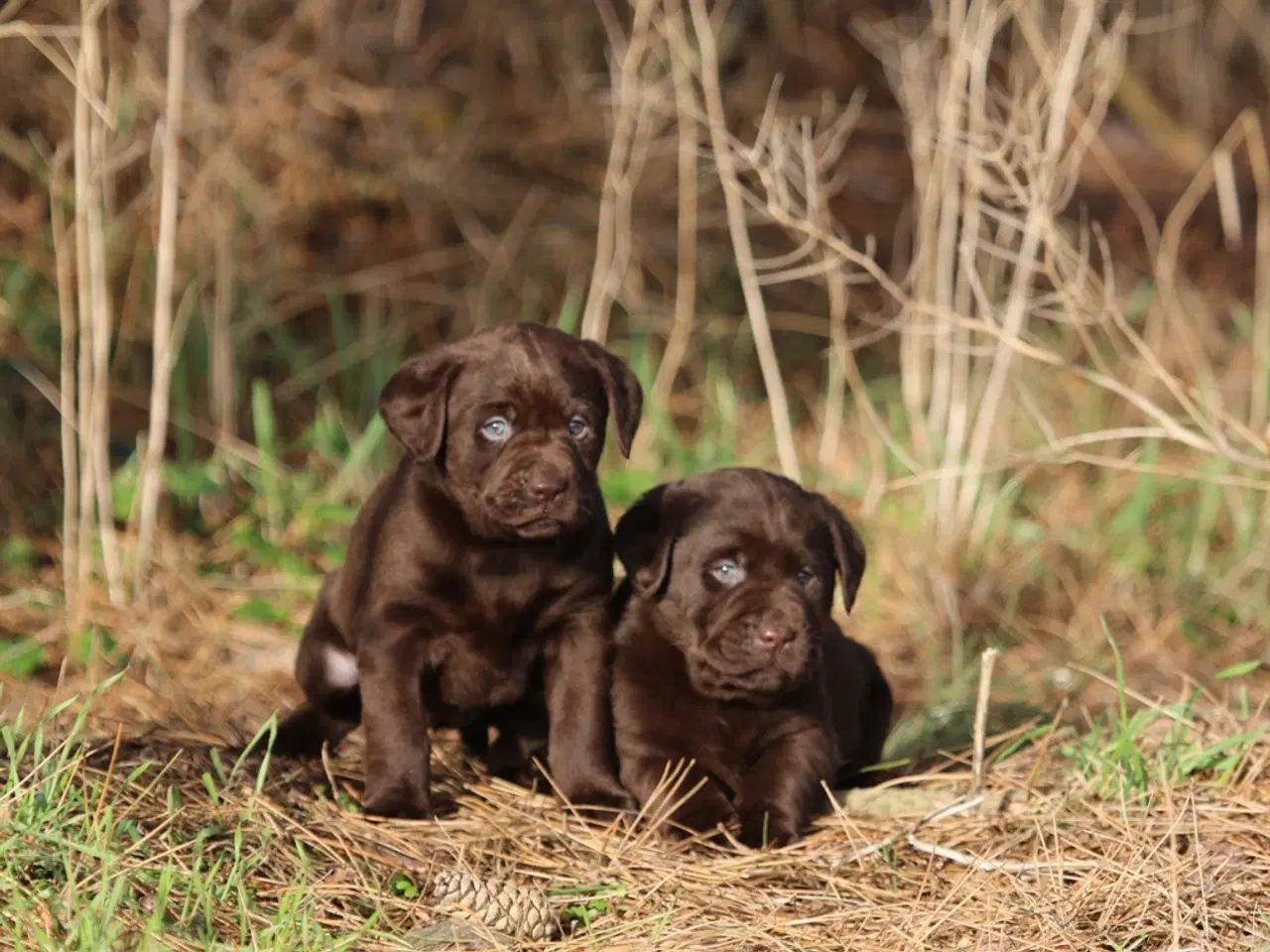 Billede 3 - Labrador hvalpe