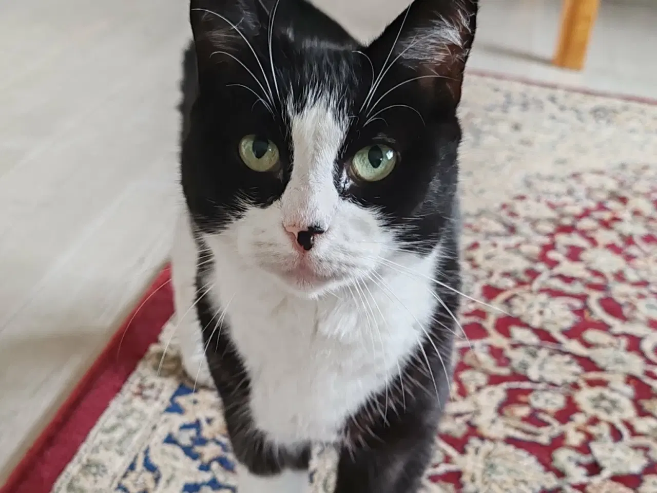 Billede 2 - Sød hun kat 