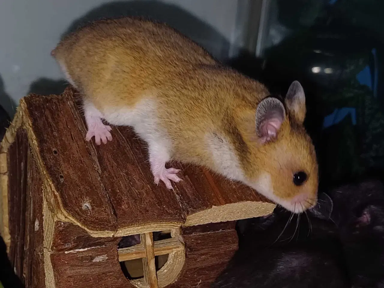 Billede 6 - Guldhamster unger