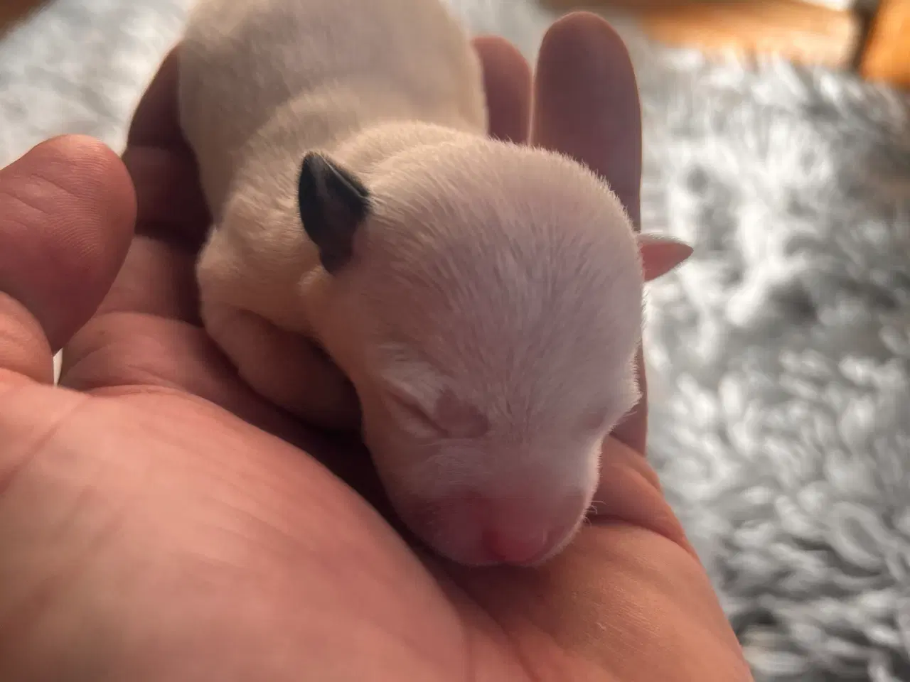 Billede 8 - Jack russel hvalpe 