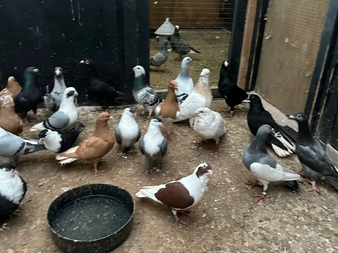 Billede 10 - Mange forskellige Arbisk race due