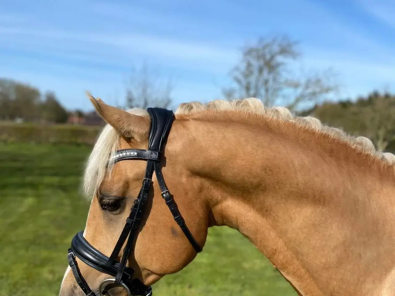 Billede 11 - Smuk Welsh Partbred pony. Født 19.05.23 