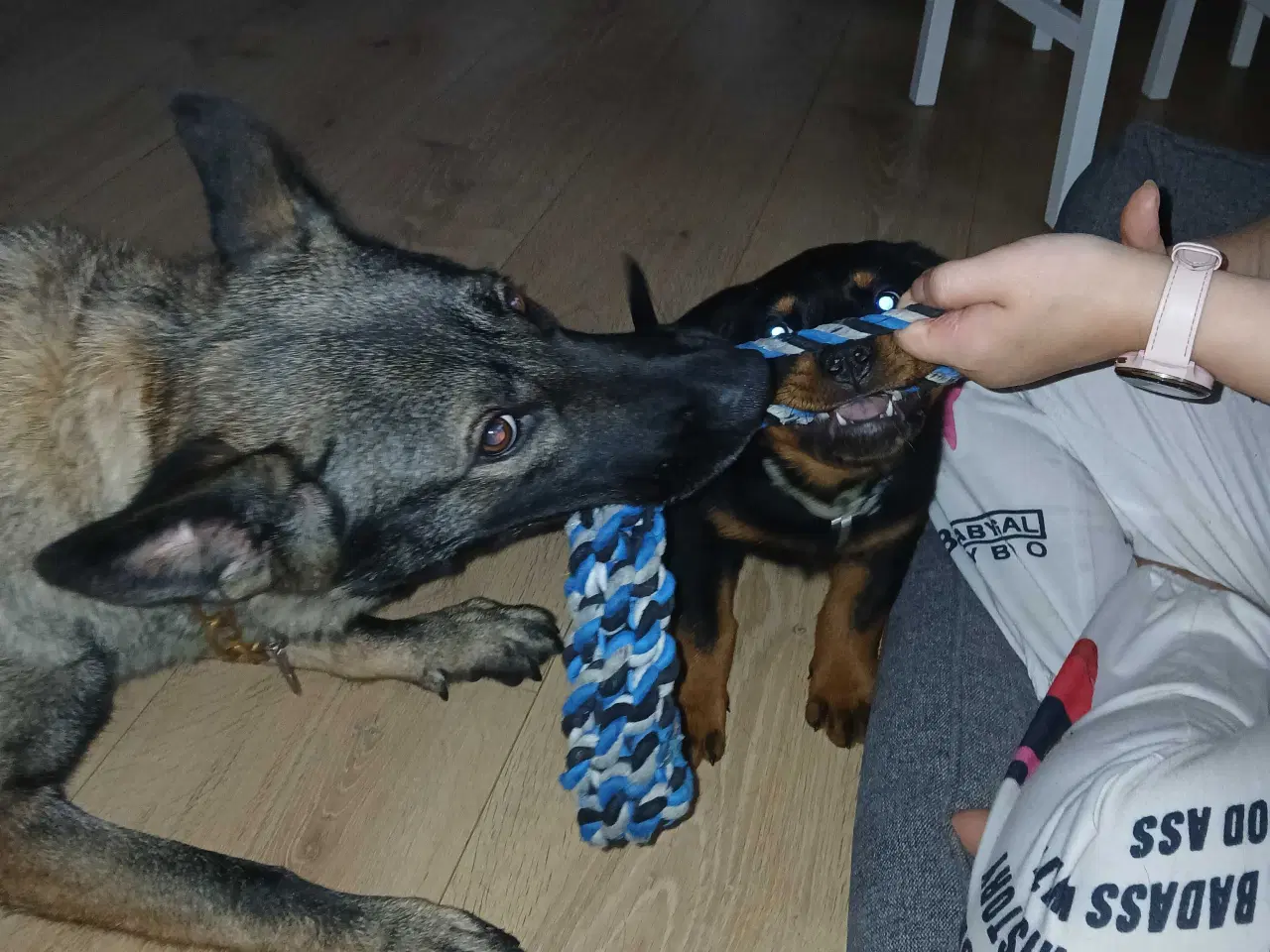 Billede 5 - Dejlig rottweiler han 