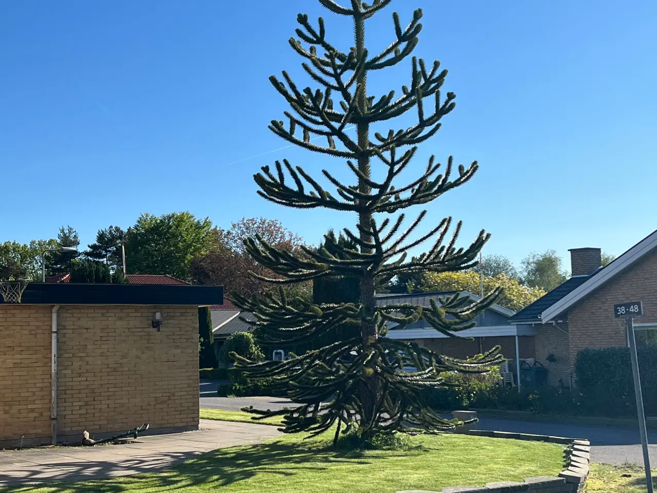 Billede 1 - Abetræ- Monkey puzzle tree