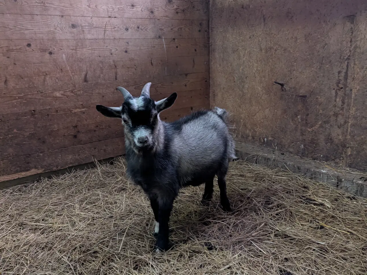 Billede 3 - Lille dværg buk