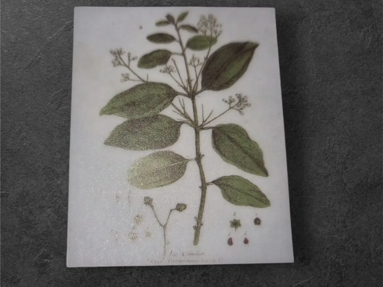 Billede 1 - Elegant "Cinnamomum Zeylanicum" til kreative hobby