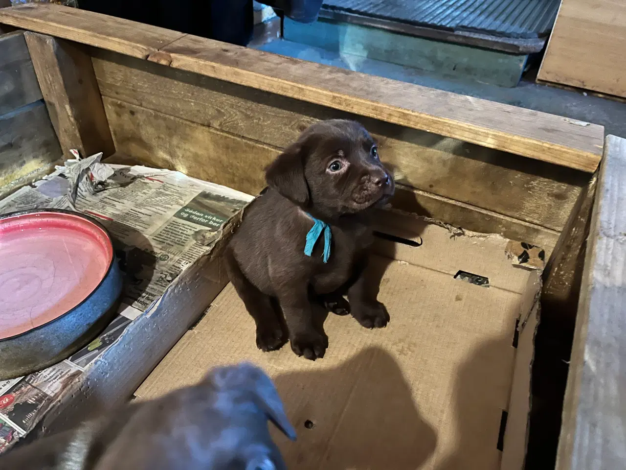 Billede 2 - Brune Labrador tævehvalpe