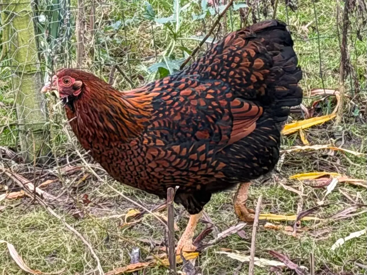 Billede 4 - Dværg Wyandott høner