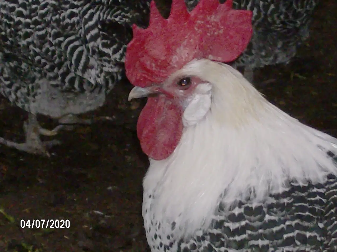 Billede 3 - høns sølv campiner