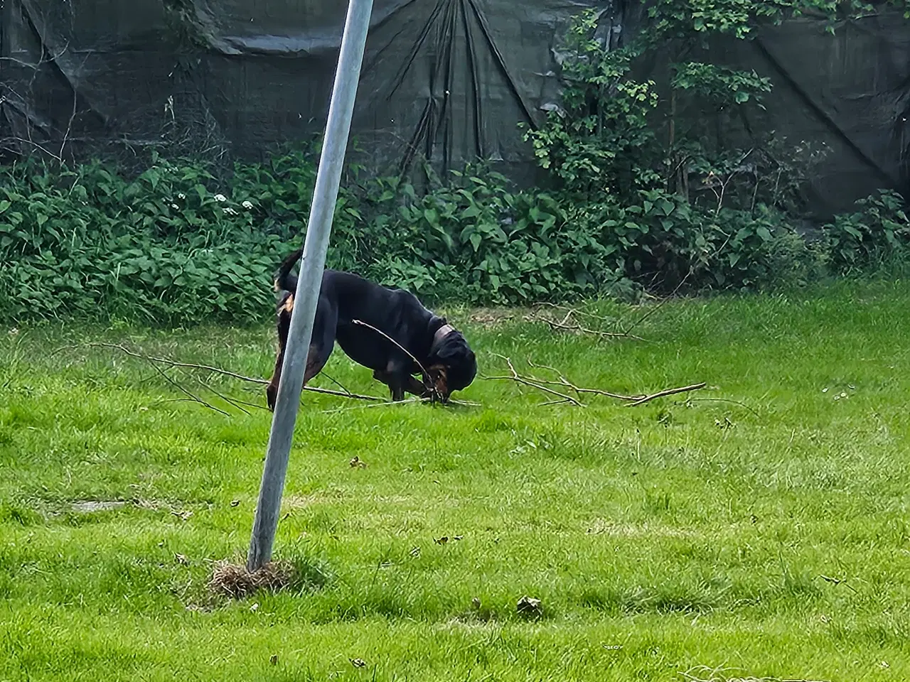 Billede 4 - Sælger min rottweiler han 