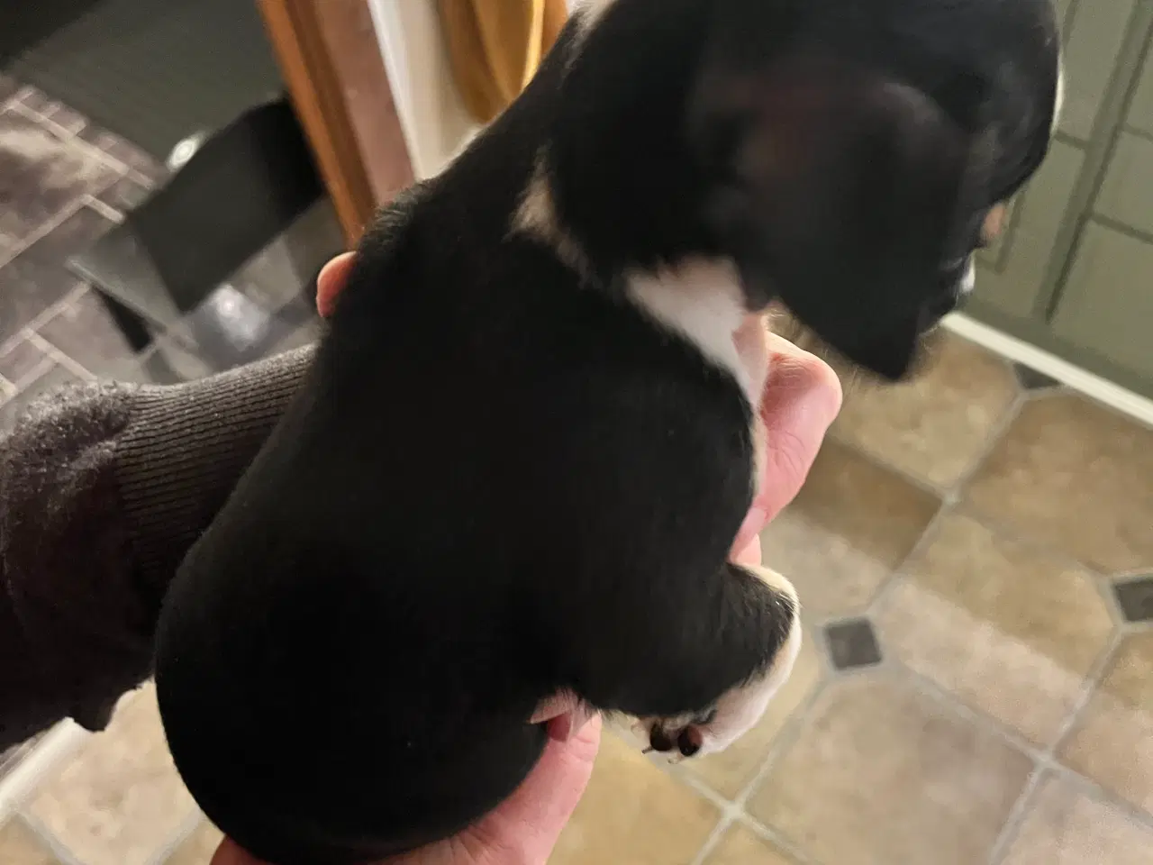 Billede 10 - 3 skønne hanhvalpe søger nyt, kærligt hjem. 