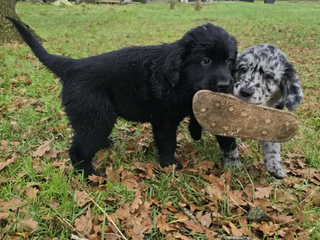 Billede 2 - Golden retriever blanding hanhund