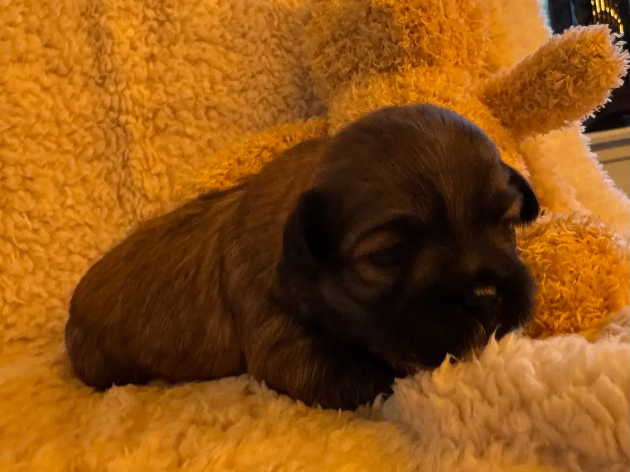 Billede 7 - Lhasa Apso hvalpe med DKK plus