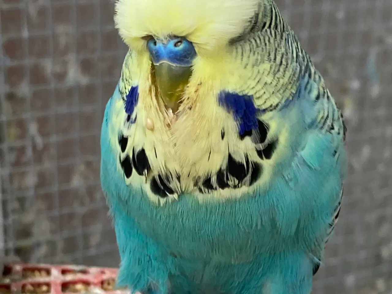 Billede 1 - Flot gulmasket engelsk undulat 