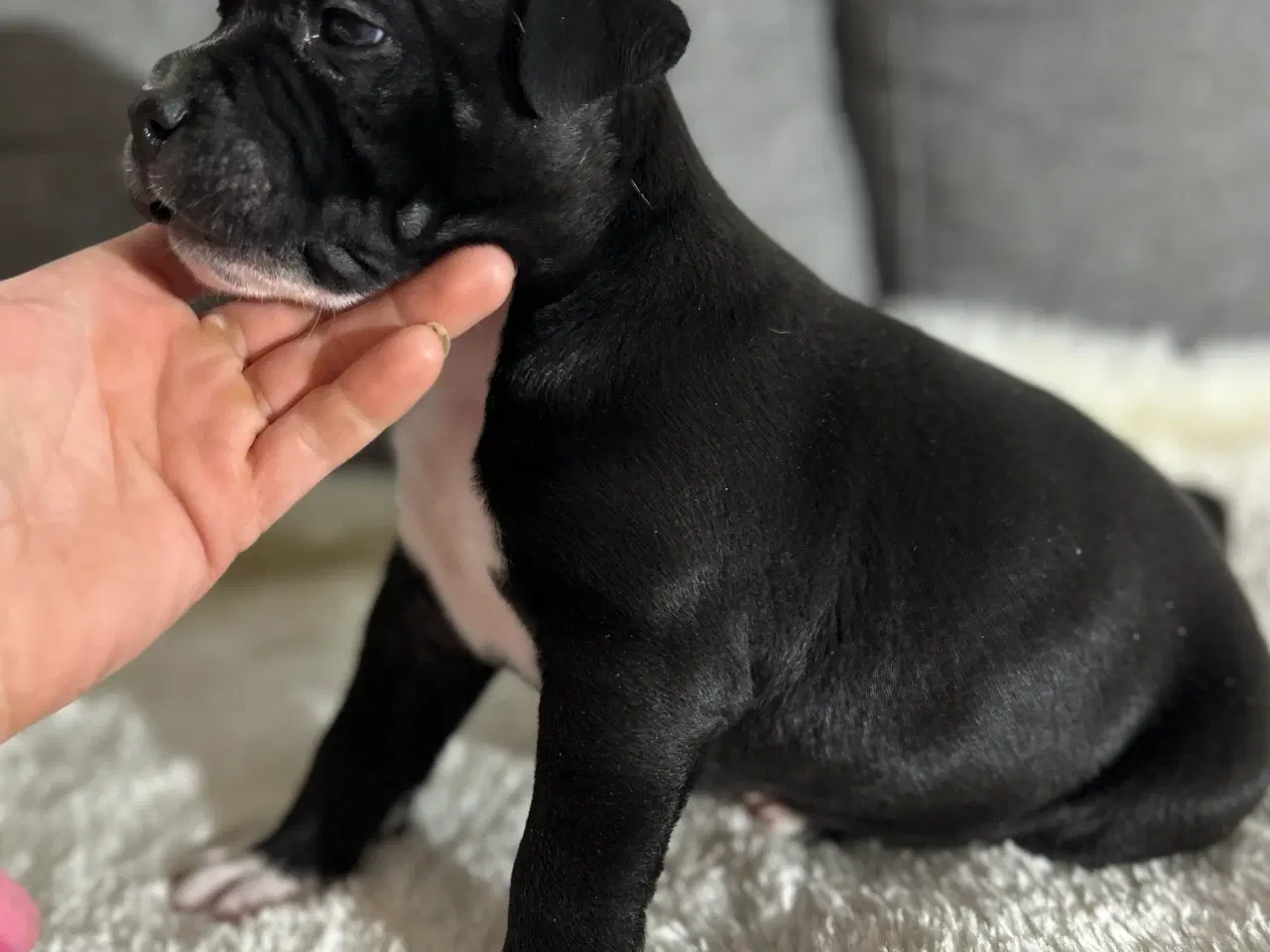 Billede 7 - OEB/Boxer/Lab/Staffordshire Bull Terrier