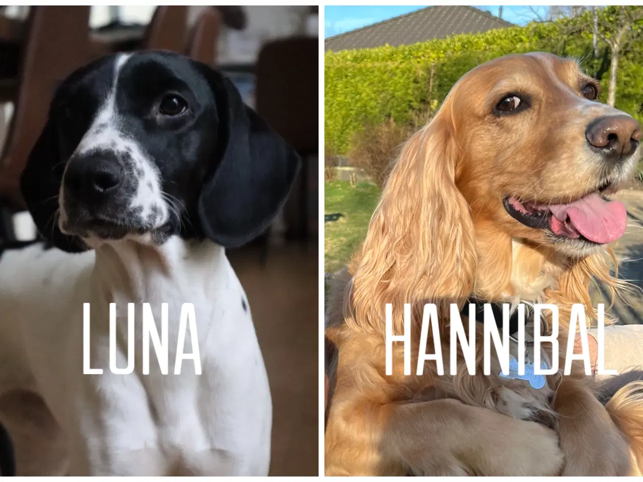 Billede 5 - Cocker spaniel hvalpe