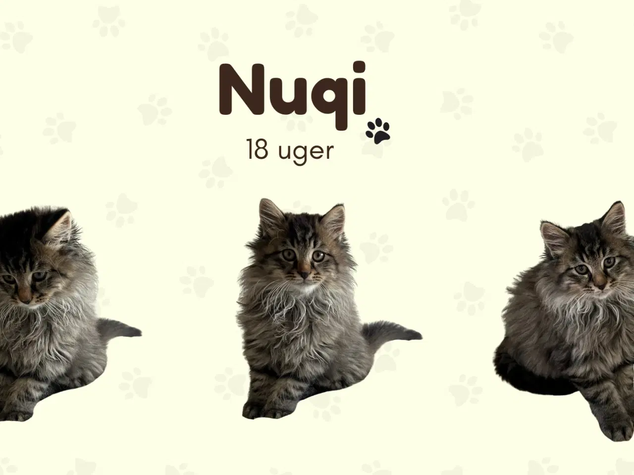 Billede 1 - Halv Norsk Skovkat - han-killing