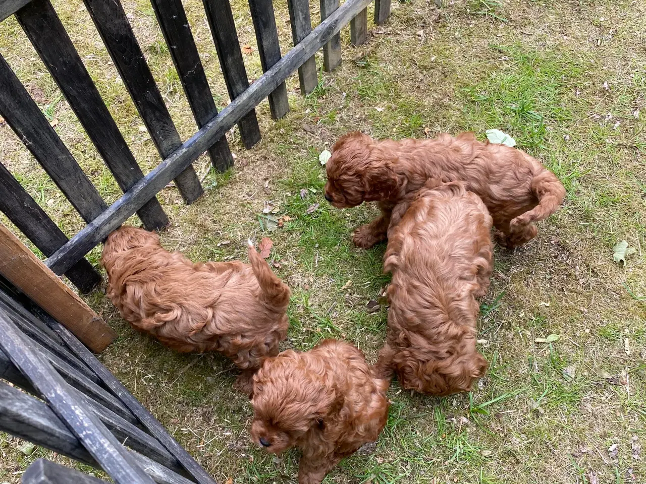 Billede 2 - Cavapoo babyer