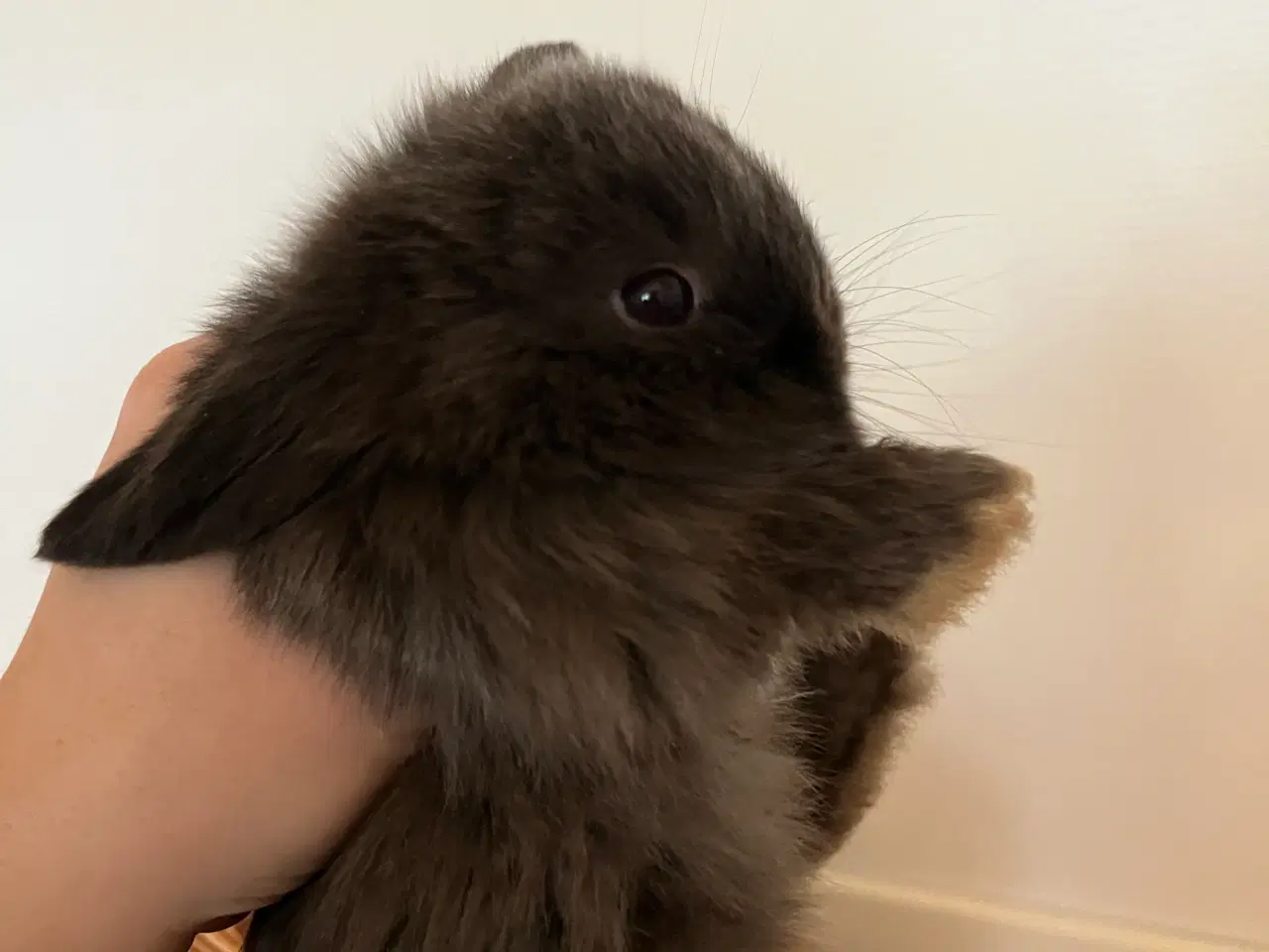 Billede 4 - 5 minilop unger på 8 uger