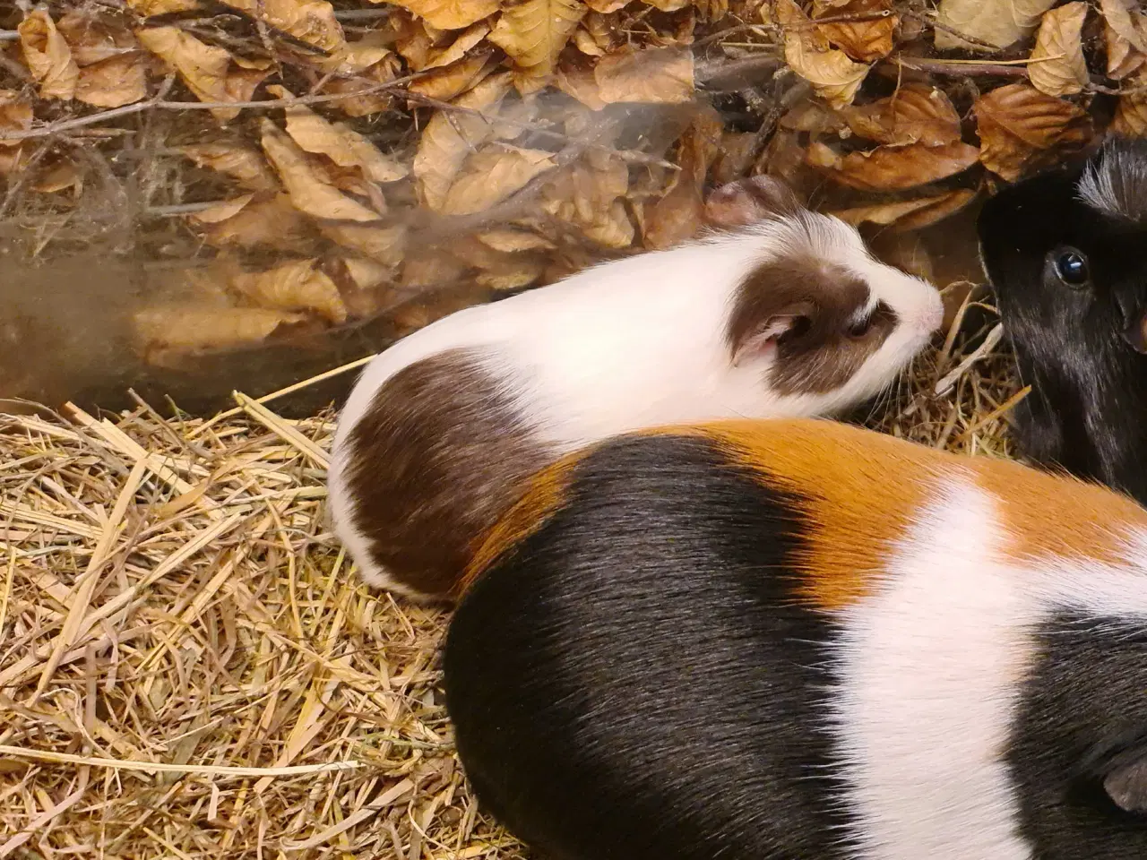 Billede 1 - Marsvine unger 