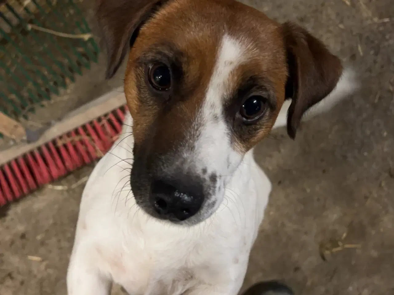 Billede 16 - Jack Russel Hvalpen