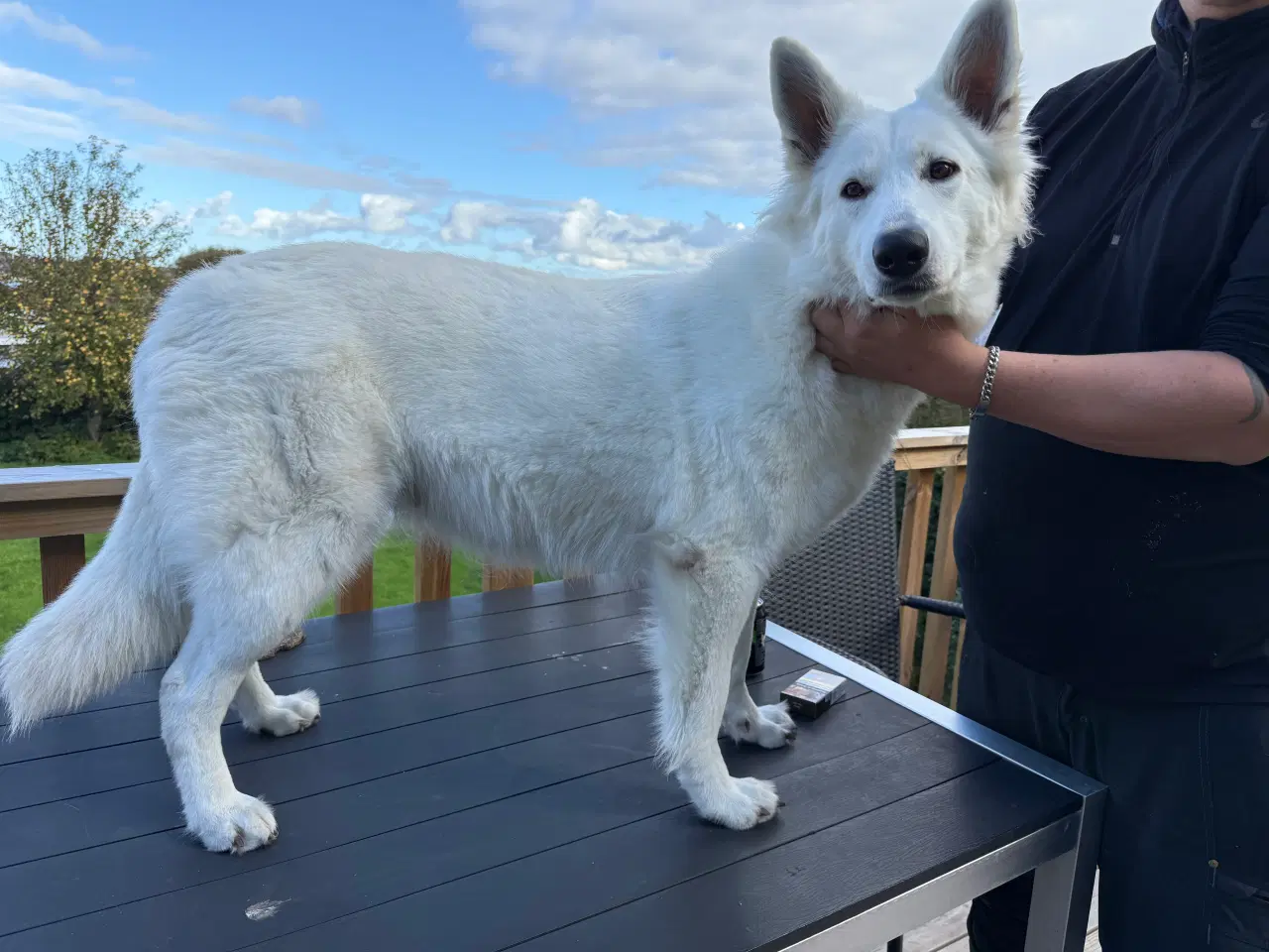 Billede 9 - Øsker familien en blød julegave 2 hanner tilbage