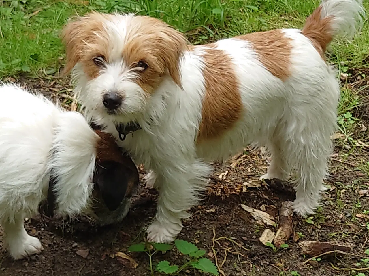 Billede 10 - Jack Russel hvalpe (kort benet type)