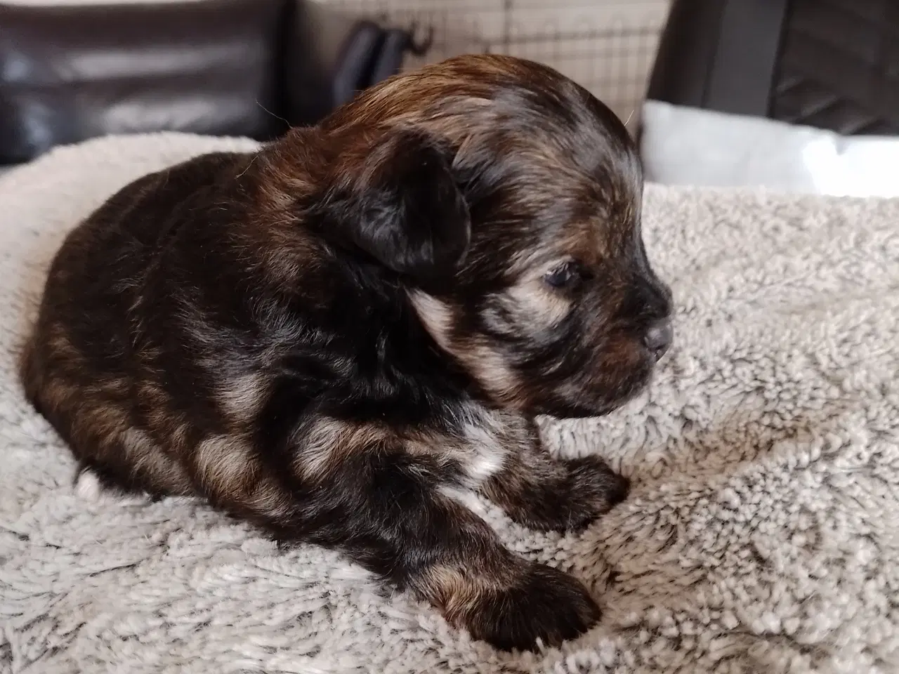 Billede 2 - Allergivenlig hvalp