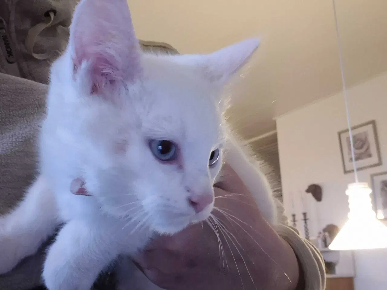 Billede 3 - Main coon x siameser/ragdol 