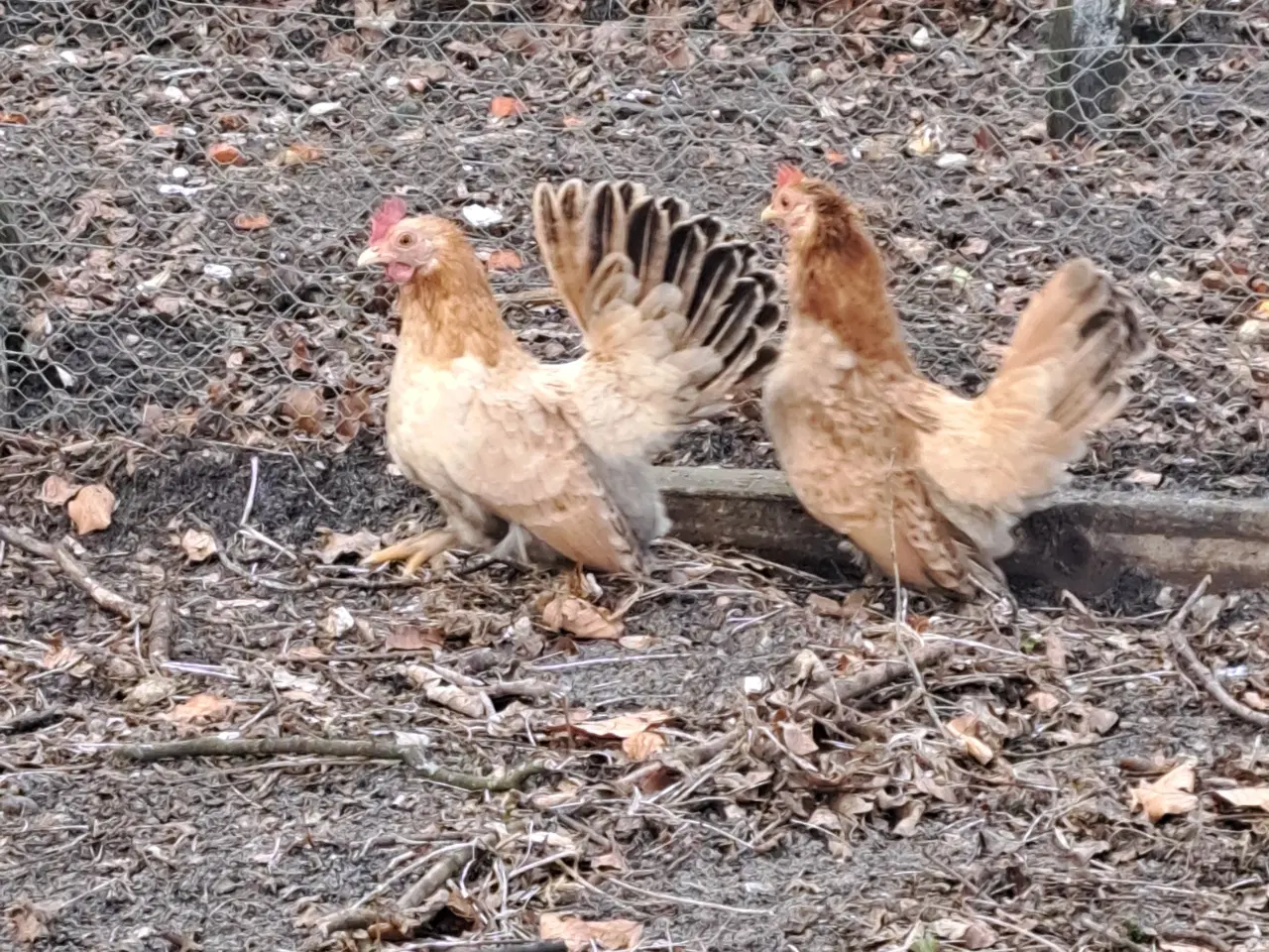 Billede 1 - Dværghøns Chabo Hvedefarvet