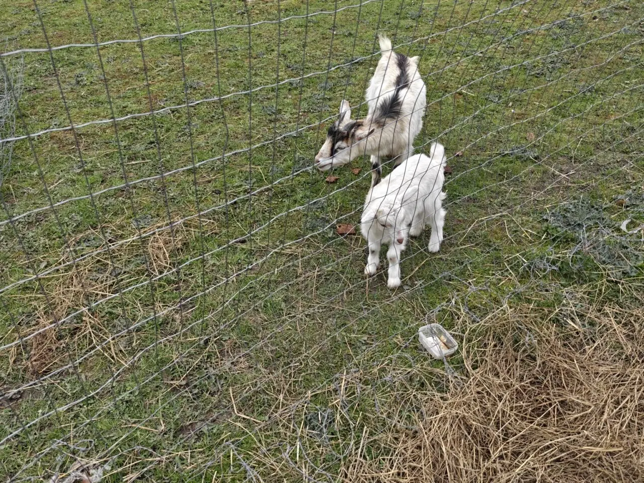 Billede 4 - Geder med kid