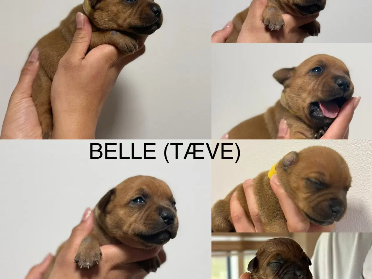 Billede 12 - Staffordshire Bull Terrier Hvalpe m. fin Stamtavle