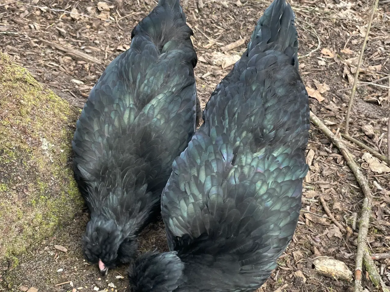 Billede 7 - Engelsk Araucana rugeæg