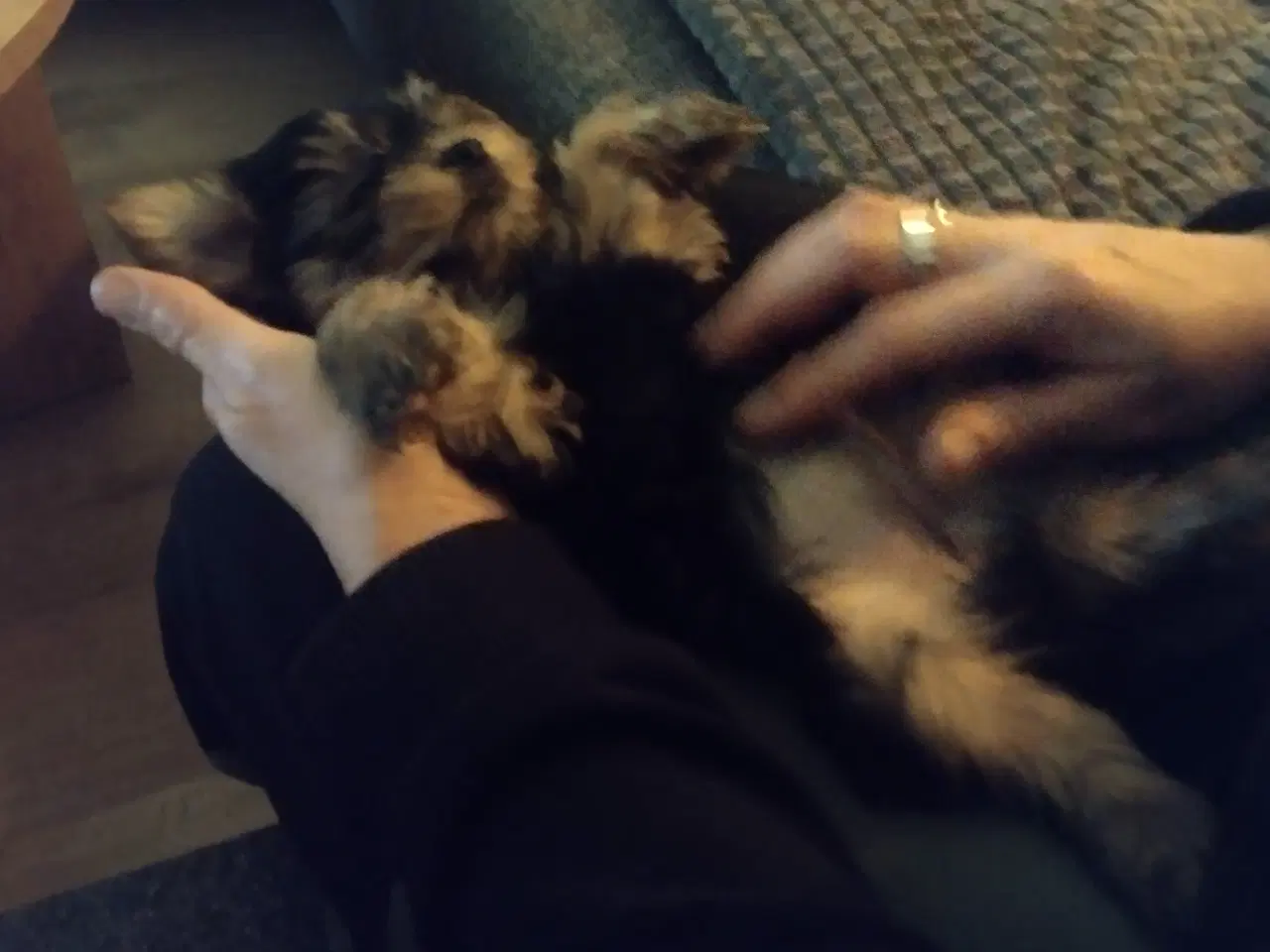 Billede 3 - Yorkshire Terrier hvalp, pige 8 uger