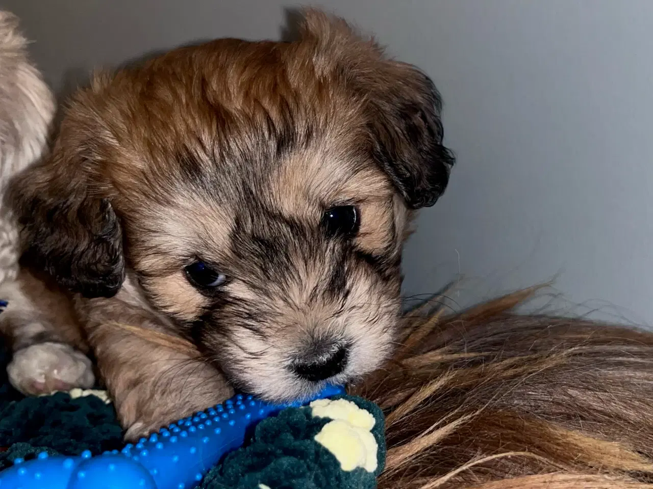 Billede 16 - Cottonpoo eller potton hvalpe