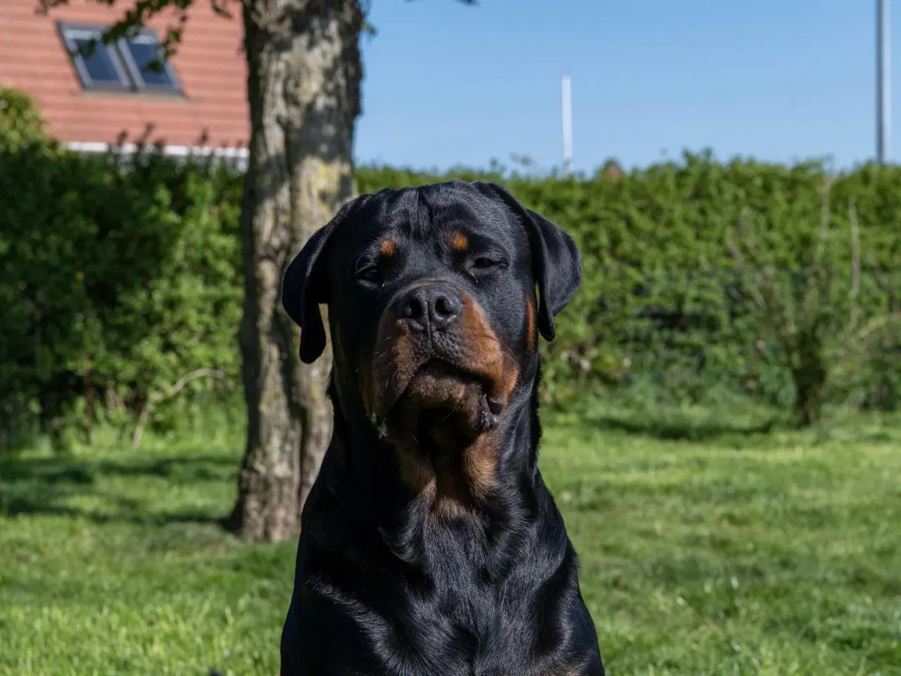 Billede 2 - Rottweiler han tilbydes til avl