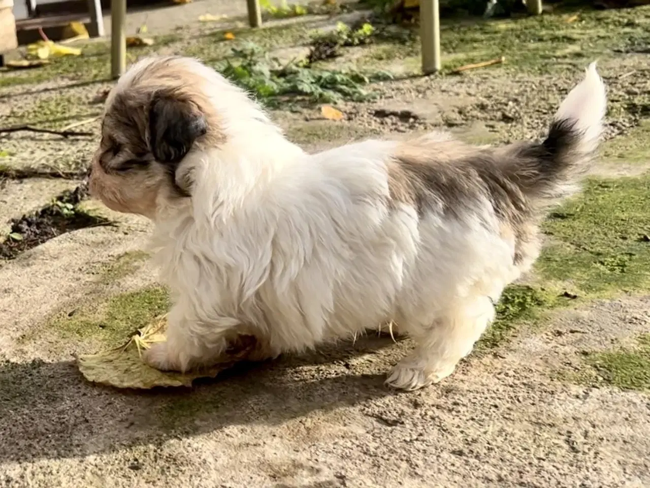 Billede 8 - Små allergivenlige og ikke fældende hundehvalpe