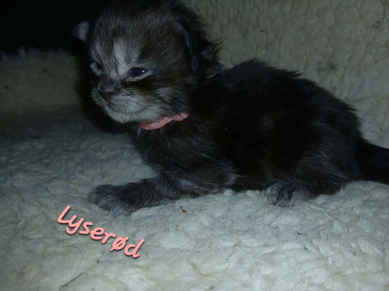 Billede 6 - Smukke maine coons