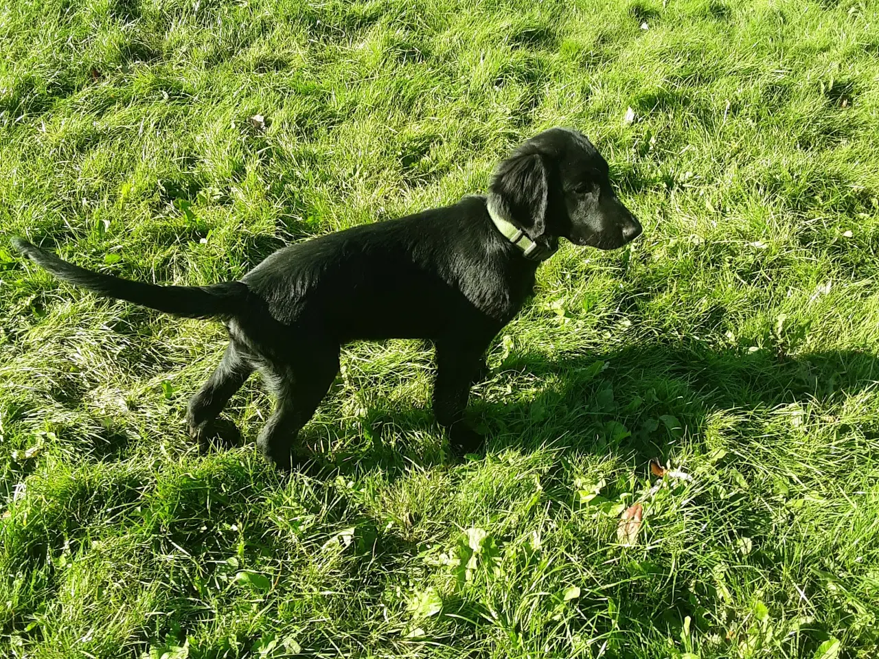 Billede 7 - 15 ugers Flat Coated Retriever  han