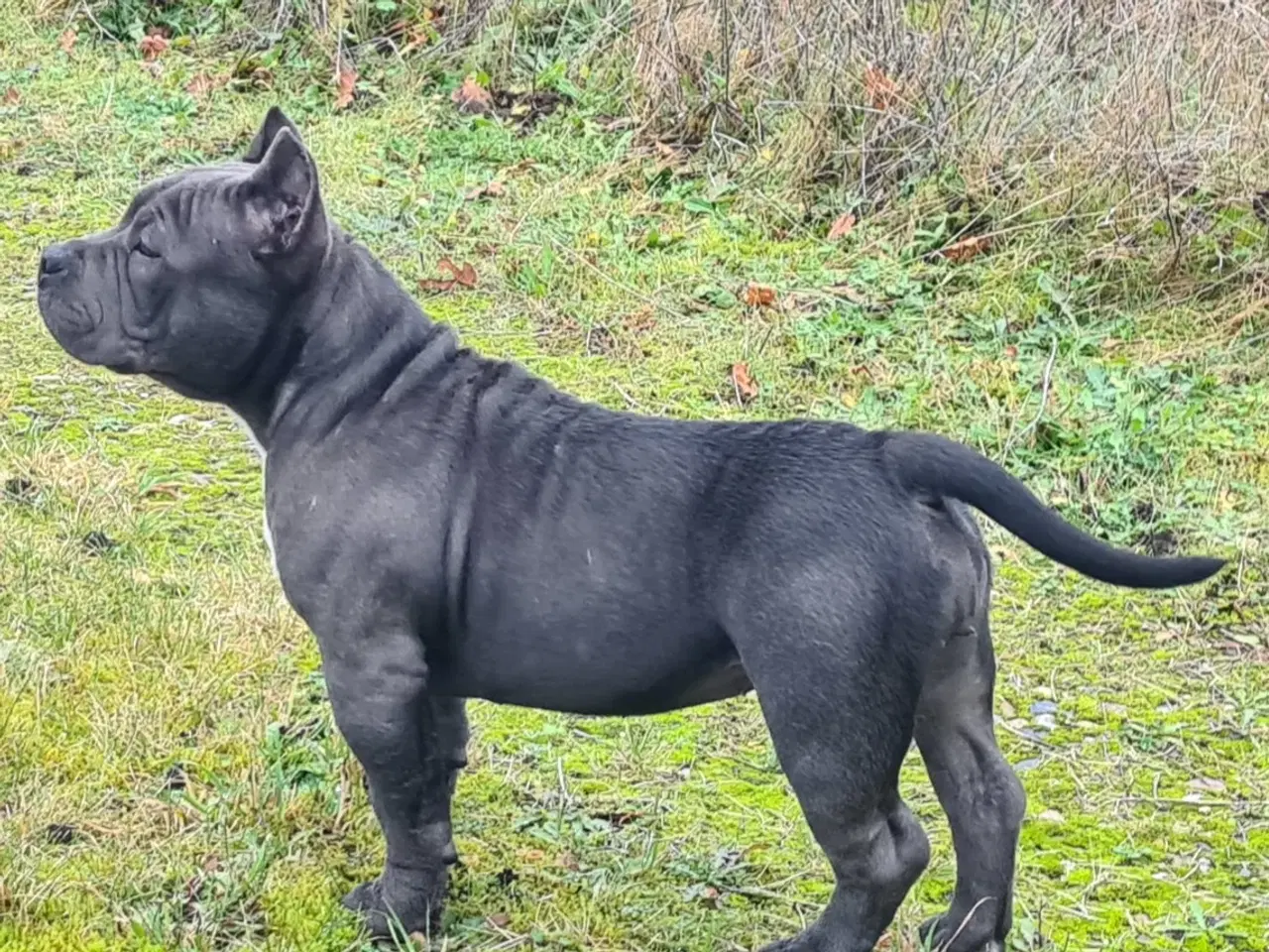 Billede 6 - American Bully Pocket ABKC