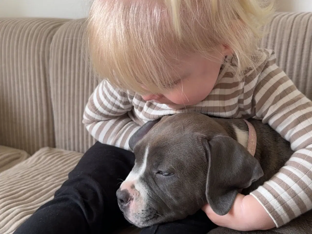 Billede 2 - American bully pocket 