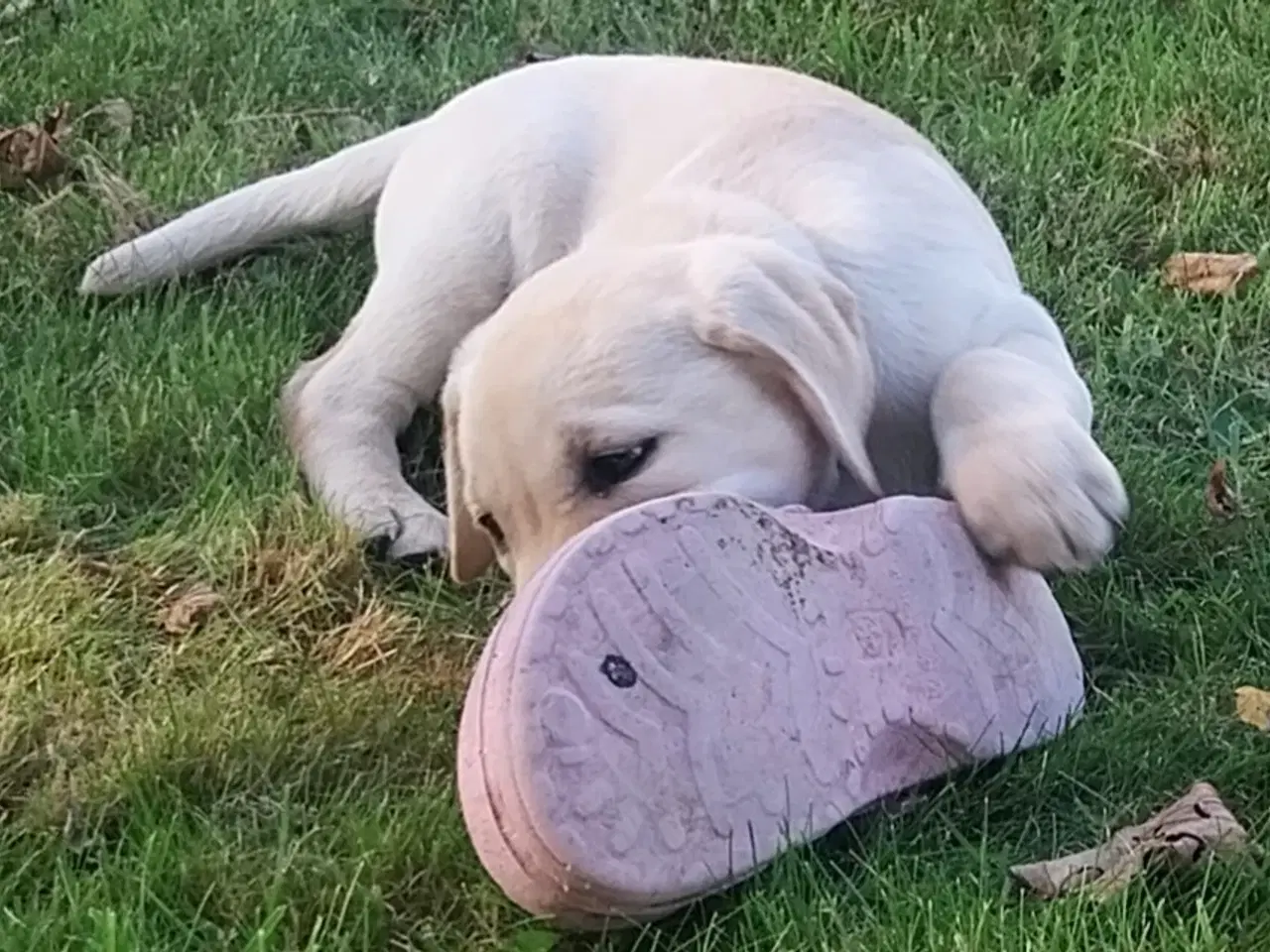 Billede 11 - Gule labrador hvalpe.